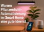 Zwei Pflanzen unter LED-Pflanzenlicht, gesteuert per Smartphone im Smart Home
